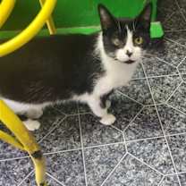 Thumbnail photo of Smudgie #2