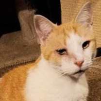 Thumbnail photo of Dilly #2