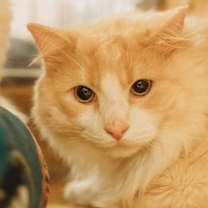 Thumbnail photo of Peychaud #1