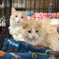 Thumbnail photo of Peychaud #2