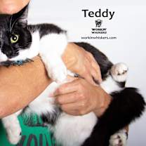 Thumbnail photo of TEDDY #3