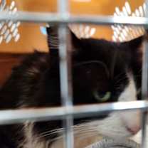 Thumbnail photo of Stray #1