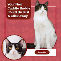 Thumbnail photo of Sweetie #2