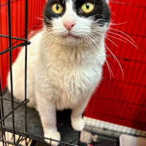 Thumbnail photo of Sweetie #3