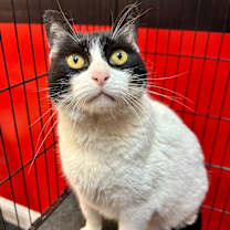 Thumbnail photo of Sweetie #4