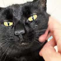 Thumbnail photo of Poppy #1