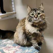 Thumbnail photo of Kitty Hex #4