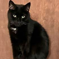Thumbnail photo of Obi #1