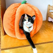 Thumbnail photo of Audra #1