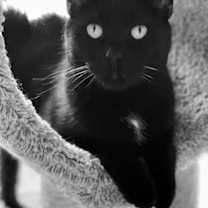 Thumbnail photo of Obi #3