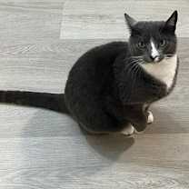 Thumbnail photo of Meowzer #1