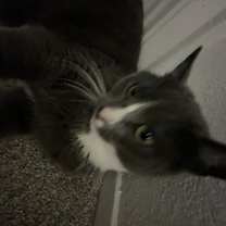 Thumbnail photo of Meowzer #2