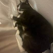 Thumbnail photo of Meowzer #3