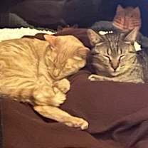 Thumbnail photo of Kobi and Chedi #1