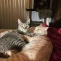 Thumbnail photo of Kobi and Chedi #2