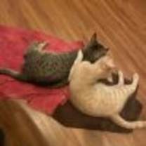 Thumbnail photo of Kobi and Chedi #3