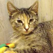 Thumbnail photo of Ember #4