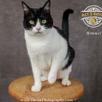 Thumbnail photo of Artemis #3