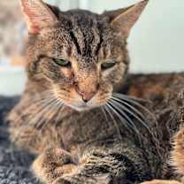 Thumbnail photo of Albert #2