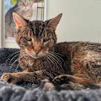 Thumbnail photo of Albert #3