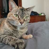 Thumbnail photo of Isabelle #1