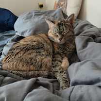 Thumbnail photo of Isabelle #2