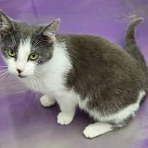 Thumbnail photo of Buttons #1