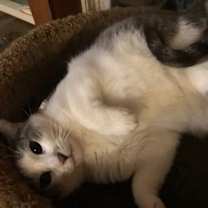 Thumbnail photo of Daphne (adult) #2