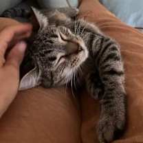 Thumbnail photo of Violet #2