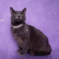 Thumbnail photo of SKY #1