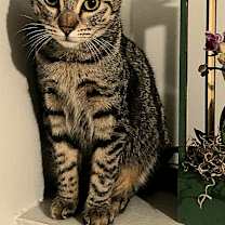 Thumbnail photo of Tigre (ADOPTED!) #1