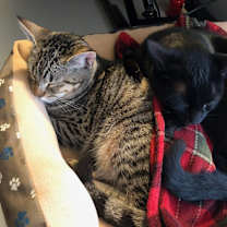 Thumbnail photo of Tigre (ADOPTED!) #2