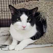 Thumbnail photo of Pepe LePew #2