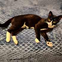 Thumbnail photo of Panda 3 #4