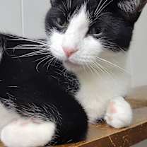 Thumbnail photo of 6502 Luke #3