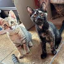 Thumbnail photo of Jo March (& Siggy) #3