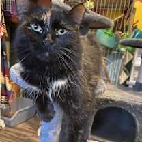 Thumbnail photo of Charm #2