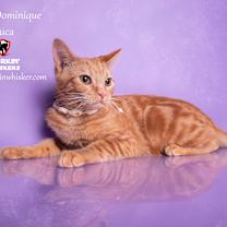 Thumbnail photo of OFFICER DOMINIQUE LUCA #1