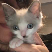 Thumbnail photo of Fiordaliso -FIV+ (bonded with Colomba) #3