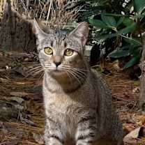 Thumbnail photo of Freyja #2