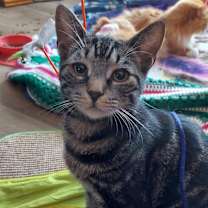 Thumbnail photo of Cupid #1