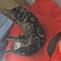 Thumbnail photo of Cupid #2