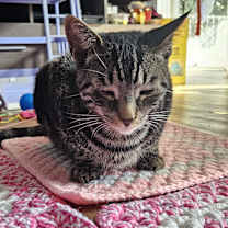 Thumbnail photo of Cupid #3