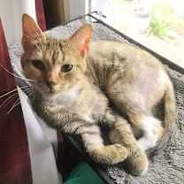 Thumbnail photo of Sweet Pea #1