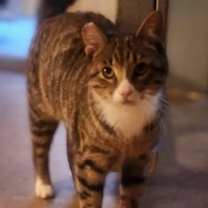 Thumbnail photo of Bogey #2