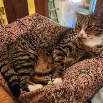 Thumbnail photo of Bogey #3