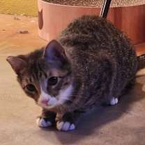 Thumbnail photo of Bogey #4