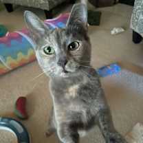 Thumbnail photo of Sasha #1