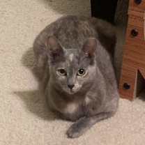 Thumbnail photo of Sasha #4