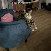 Thumbnail photo of Miki #1